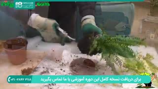 تعویض گلدان و مراقبت از گیاه پرسیاوش