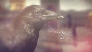 کلاغ رو سیاه