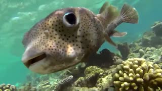 خارپشت‌ماهی خالدار معمولی (Spot-fin porcupinefish)