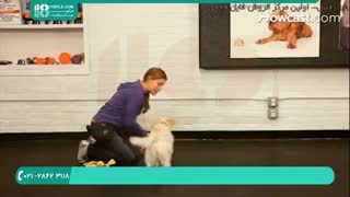 آموزش سگ های خانگی برای جمع کردن و آوردن اشیا