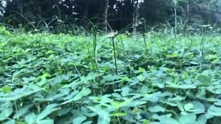 ‘GUBAT’ a story of quarantine in the jungle