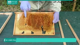 آموزش راه اندازی تولیدی عسل و پرورش زنبور عسل