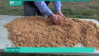 تولید و پرورش قارچ صدفی در ظروف  پلاستیکی