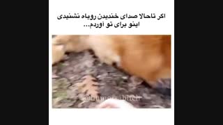 خنده روباه