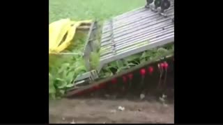 فروش بذر سبزی و یونجه در اصفهان