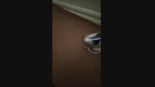 جدید ترین عضو  باغ وحشم