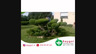 شکل دهی به درختان