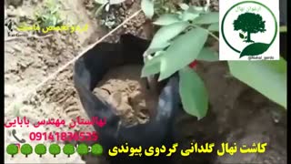 کاشت نهال گردو پیوندی - نهالستان ارغوان نهال
