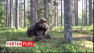مبارزه دیدنی ۲ خرس غول پیکر با یکدیگر