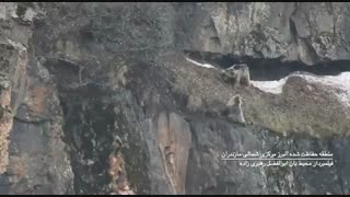 فیلم دفاع خرس قهوه ای از قلمرو خود در منطقه حفاظت شده البرز مرکزی شمالی