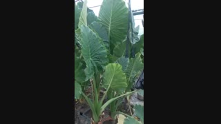 گیاه گل بابا آدم گلدانی (نهالستان و گلخانه فروزانی)