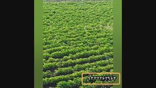 نهالستان سارانی