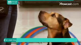 آموزش غلت زدن و دست دادن به سگ های خانگی