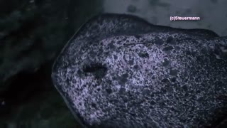 لقمه‌ماهی دم‌نواری گِرد یا: پو مرجانی (Round ribbontail ray)