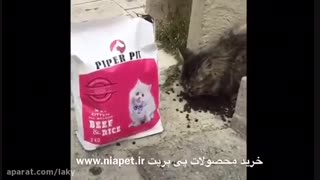 غذای خشک گربه پی پر پت