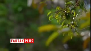 فیلم لحظه تار تنیدن و شکار عنکبوت از نمای بسیار نزدیک