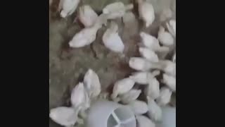 فروش ویژه و عمده جوجه بوقلمون بیوتی6فوق سنگین زرین و تینا