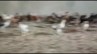 بومی یک ماهه