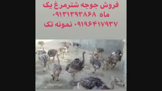 فروش ویژه و عمده شتر مرغ گردن آبی کانادایی یک ماهه