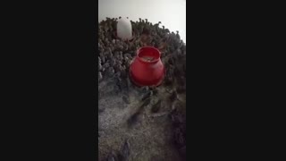 فروش ویژه و عمده جوجه کبک یک روزه و پانزده روزه