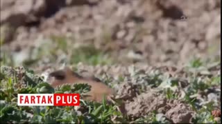 شکار حرفه‌ای موش کور توسط گرگ گرسنه