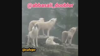 محمود کجایی که حسن مارا نمود....