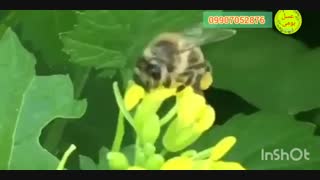 سرعت زنبورعسل