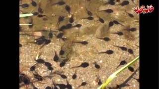 همه چیز درباره حیوانات - دوزیستان - Amphibians(دوبله فارسی)