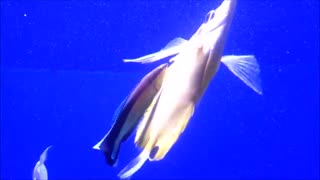 زمردماهی رفتگر خط‌آبی (Bluestreak cleaner wrasse) در حال تمیزکردن بدن ماهی دیگر