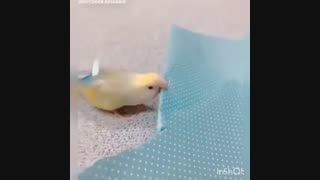 نظرتون درباره الگوسازی این کوچولوی زیبا در صنعت مد چیه؟