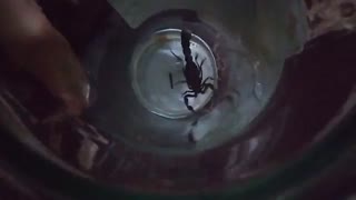 این خوشگله رو الان گرفتم