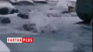 رکب خوردن یک عقاب تیزبین هنگام شکار روباه