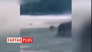 عاقبت شوخی کردن با کرگدن عصبانی