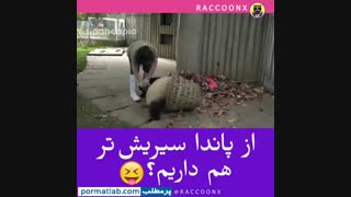 از پاندا سیریش تر هم داریم؟