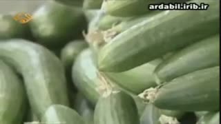 فواید باورنکردنی خیار برای بدن "حتما ببینید"