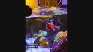 غذا دادن به ماهی های آکواریومی زیبا
