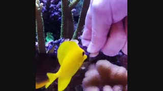 غذا دهی به ماهی آب شور