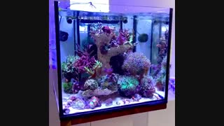 آکواریوم های مرجانی آب شور نانو