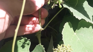 نهال انگور بلوبری در نهالستان و گلخانه فروزانی