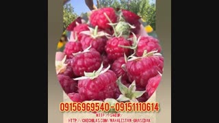 نهالستان قاصدک