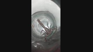 شیر تو قفس خخخخخ