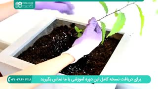 آموزش کامل  پرورش گیاه شاه بلوط