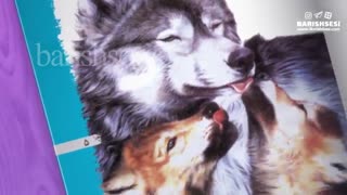 معرفی کتاب قوردلار به زبان ترکی آذربایجانی