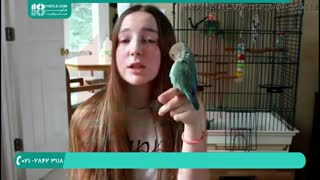 آموزش صحیح تربیت و نگهداری از طوطی