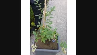 نهال بلوبری و روش کاشت و نگهداری آن