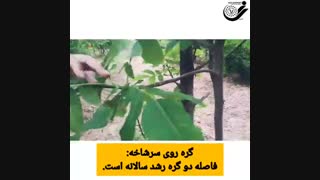 معرفی آفات چوب درخت