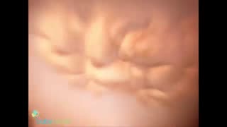 تکامل جنین