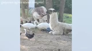 فــــانی حیوانات