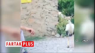 برخورد مهربانانه اهالی روستای ینگجه با لک لک آسیب دیده اینسایزینگ