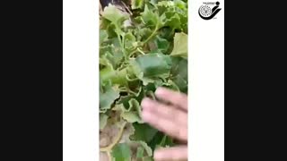 مگس میوه در جالیز
